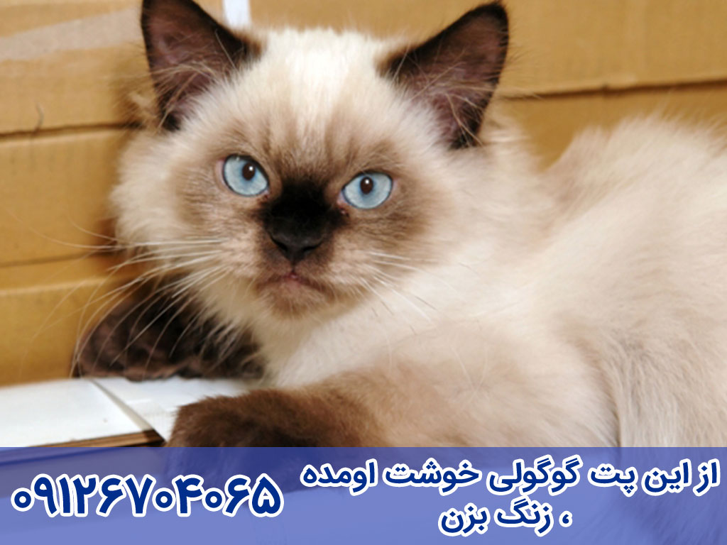 واگذاری گربه هیمالین در تهران