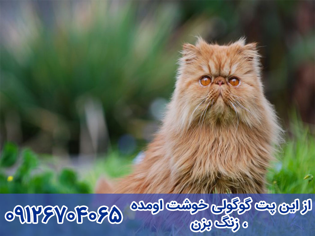 مشخصات ظاهری persian cats
