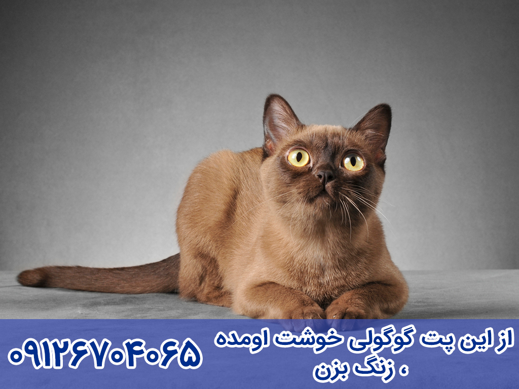 آموزش مراقبت و نگهداری  گربه برمه ای