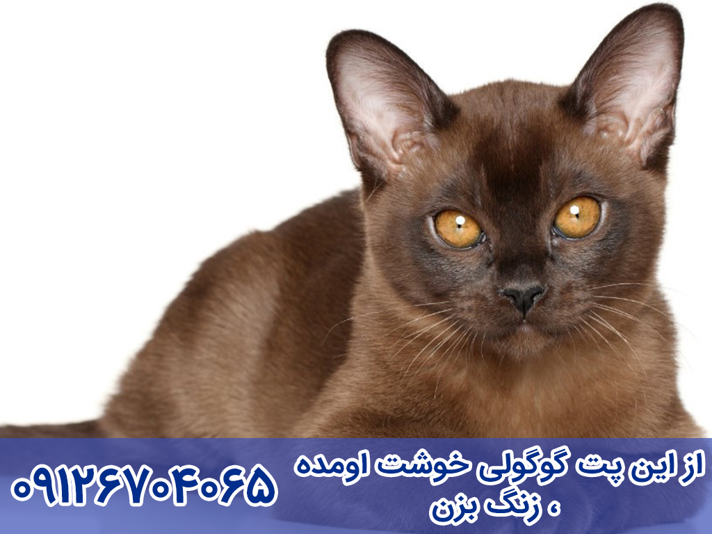 بیماری های گربه برمه ای