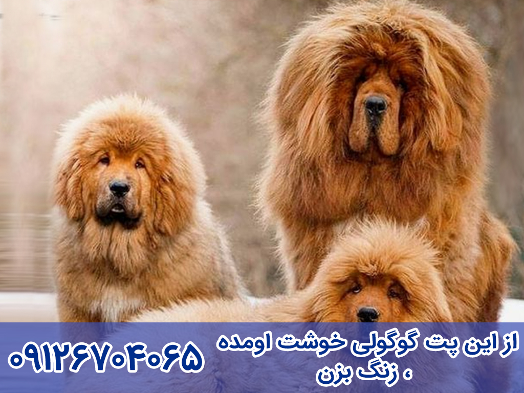 بزرگترین سگ ماستیف تبتی