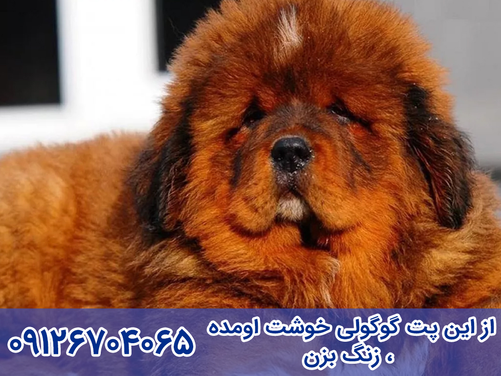 آموزش مراقبت و نگهداری سگ ماستیف تبتی