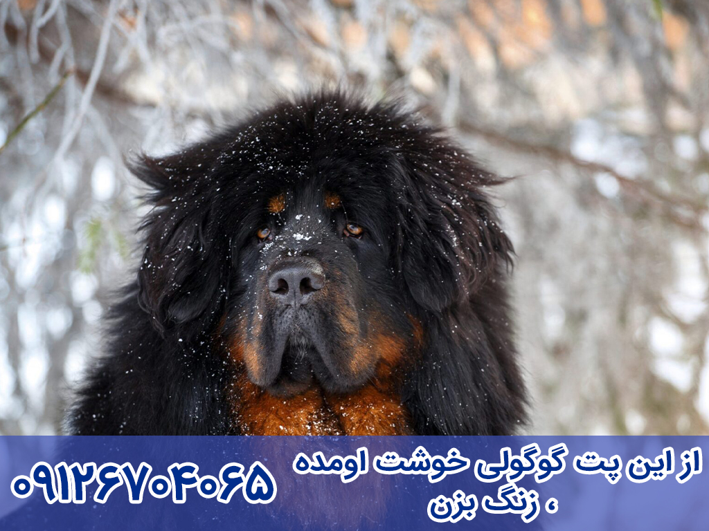 واگذاری سگ ماستیف تبتی
