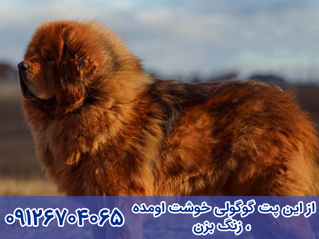 پریود سگ ماستیف تبتی