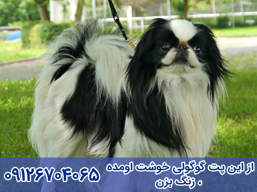 سگ جاپانیز چاین