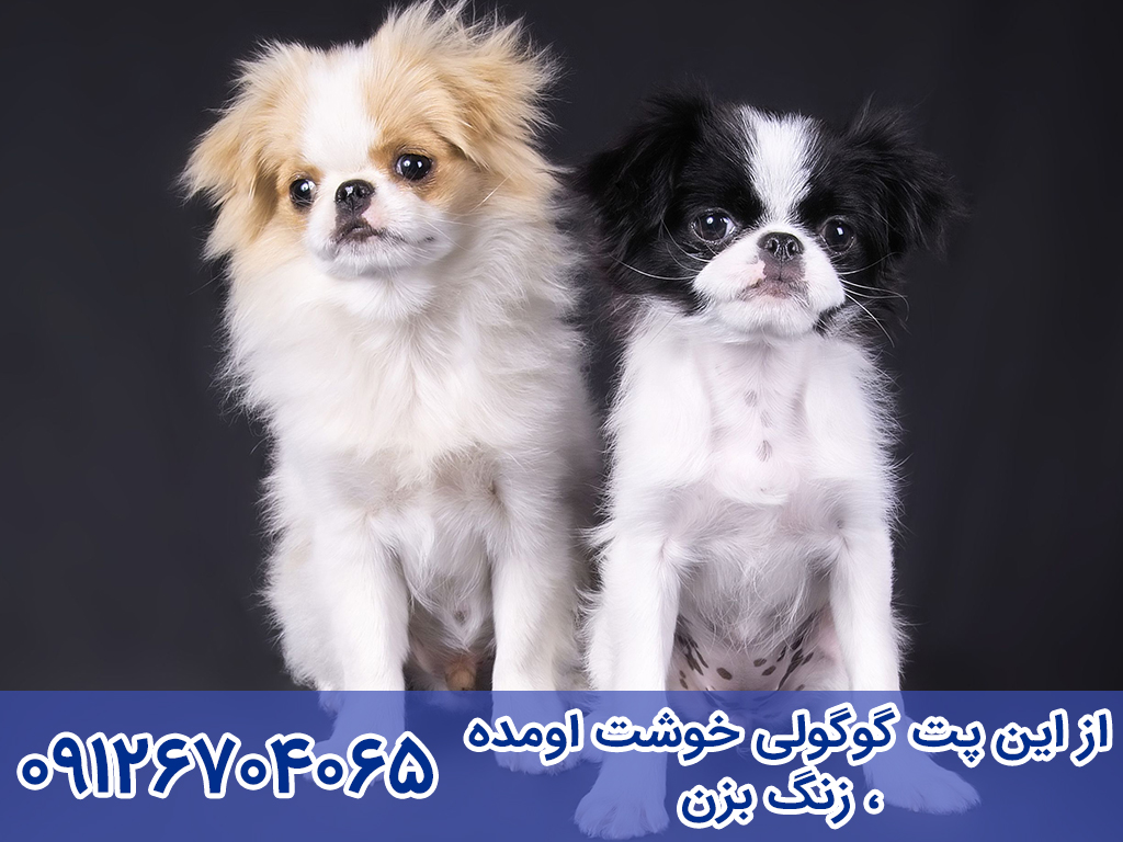 قیمت سگ جاپانیز چاین