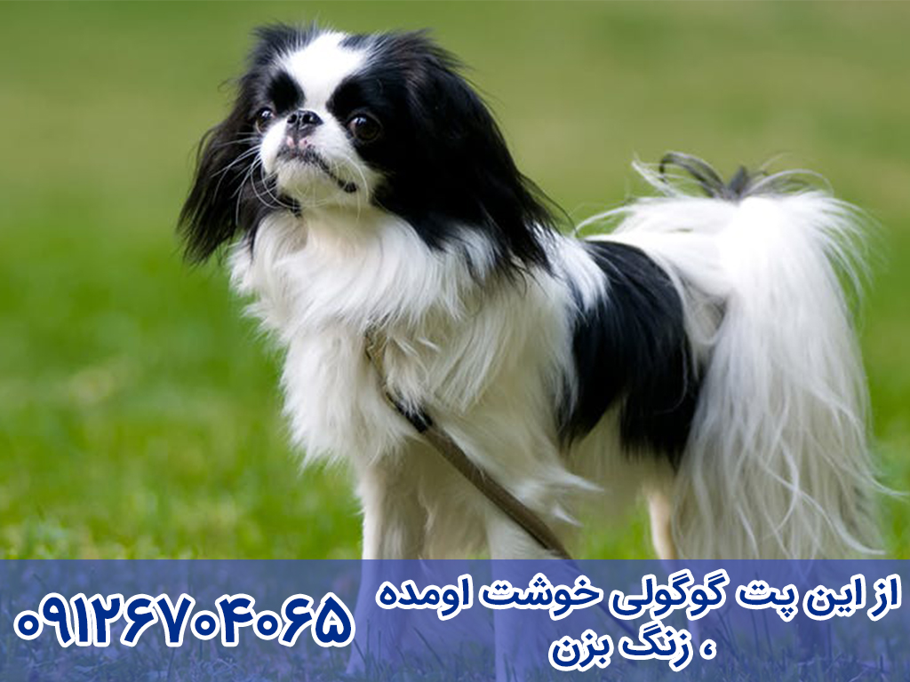 طول عمر سگ جاپانیز چاین