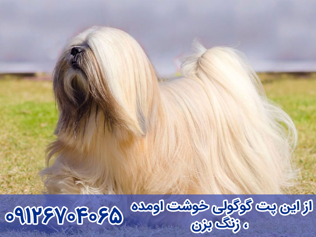 سگ لهاسا آپسو (Lhasa Apso)