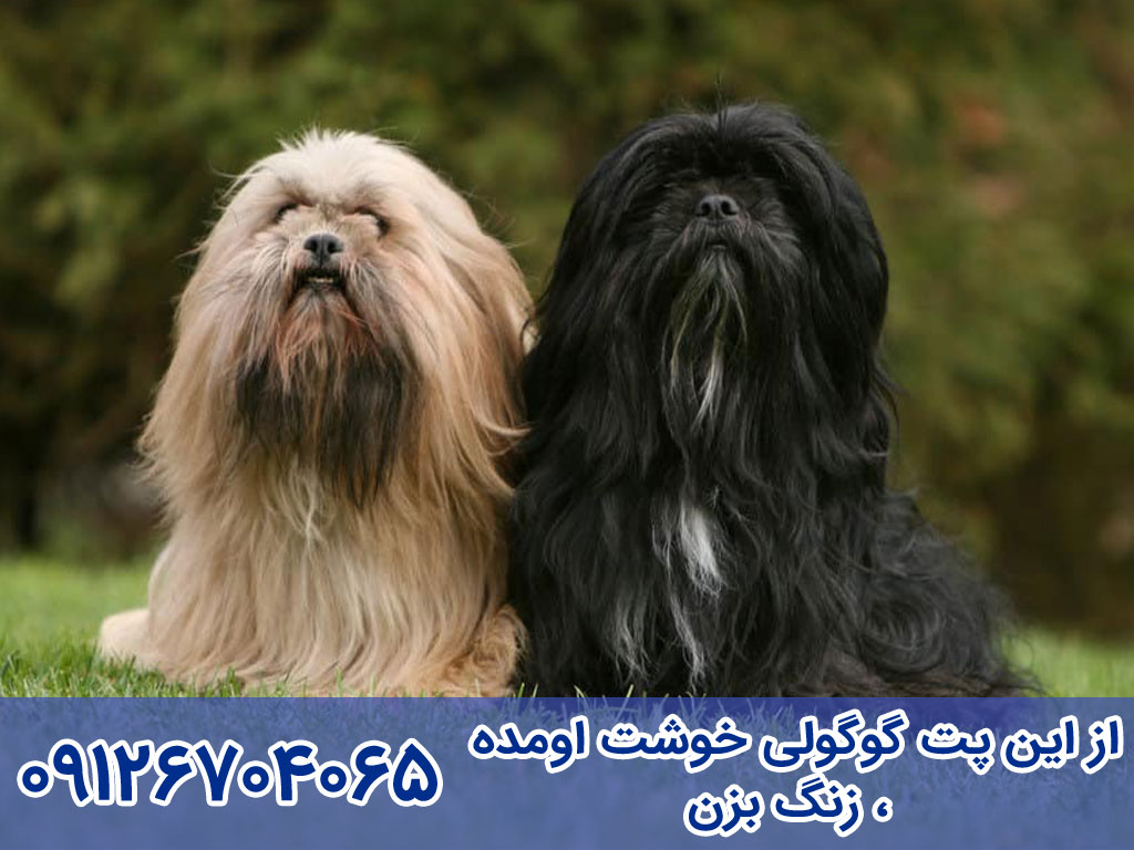 بیماری های سگ لهاسا آپسو (Lhasa Apso)