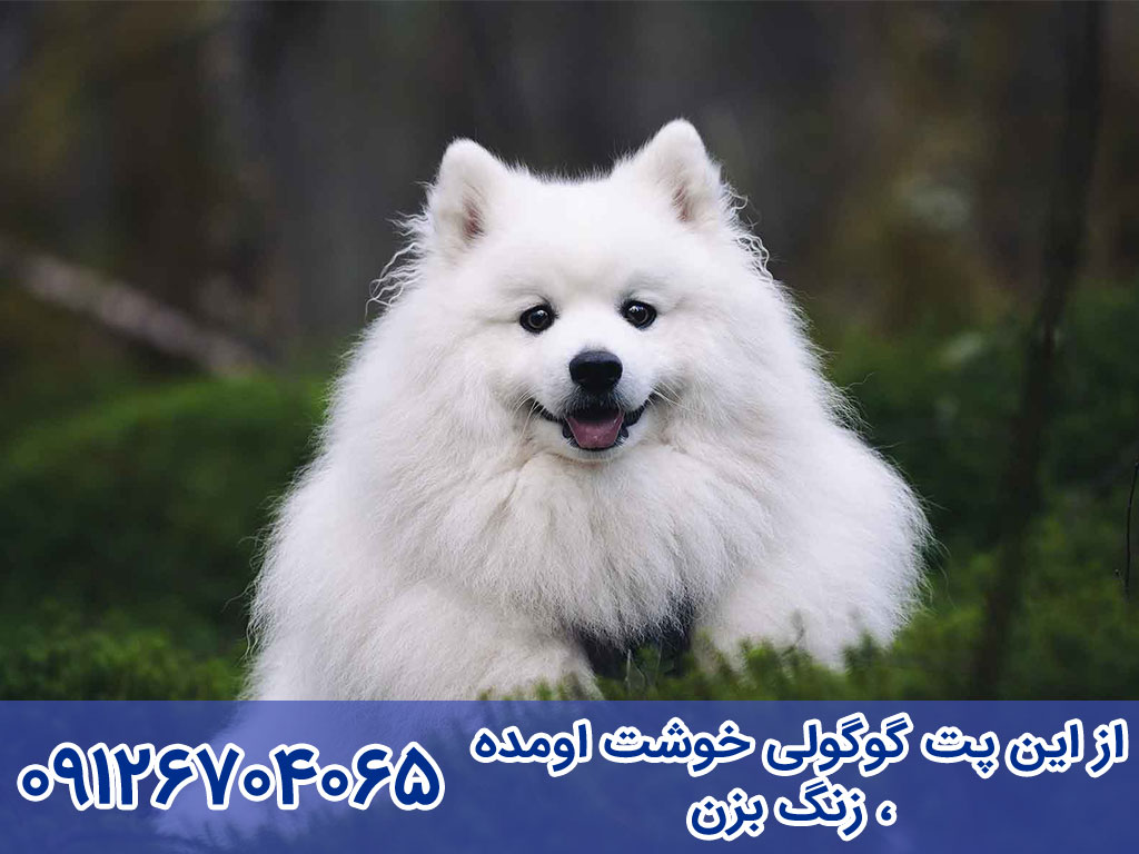 خصوصیات اخلاقی و رفتاری سگ جاپانیز اشپیتز 