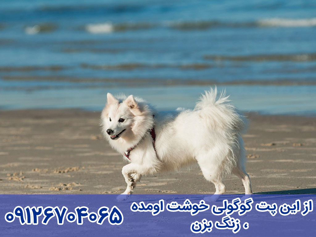 آموزش تربیت و نگهداری سگ جاپانیز اشپیتز