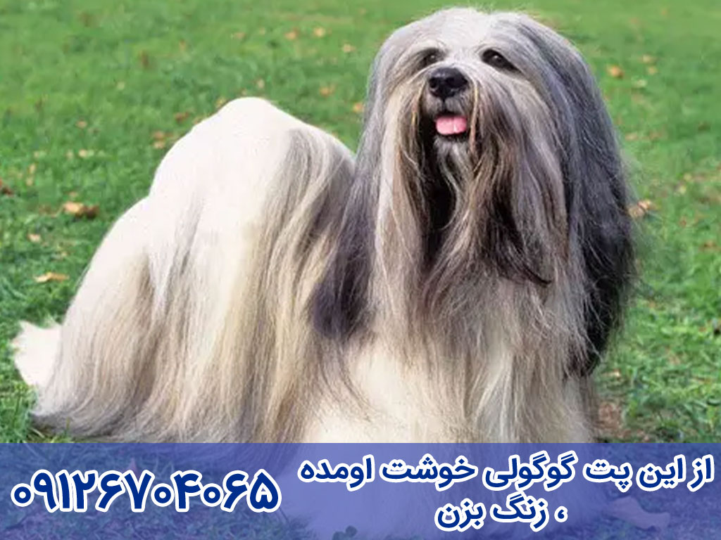 آموزش تربیت و نگهداری سگ لهاسا آپسو (Lhasa Apso)