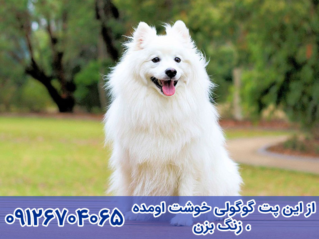 بیماری های سگ جاپانیز اشپیتز