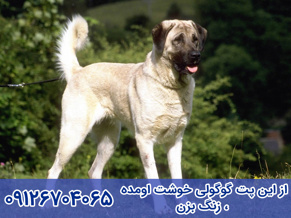 قیمت سگ آناتولی شپرد (Anatolian Shepherd Dog)