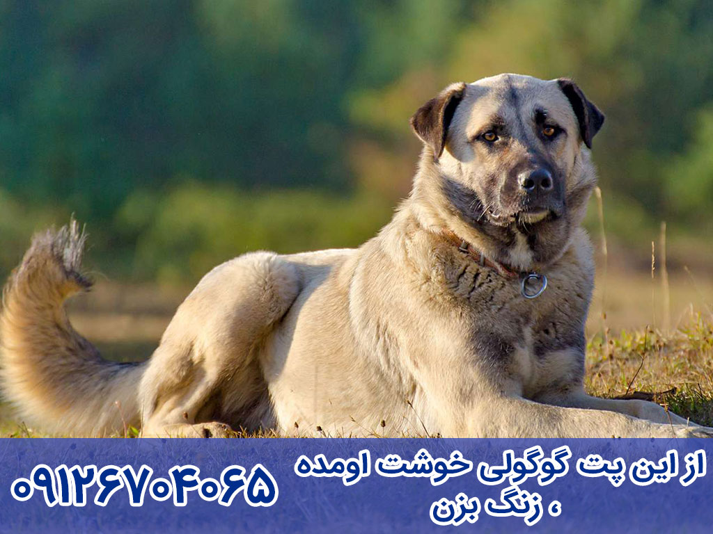 آموزش تربیت و نگهداری سگ آناتولی شپرد (Anatolian Shepherd Dog)