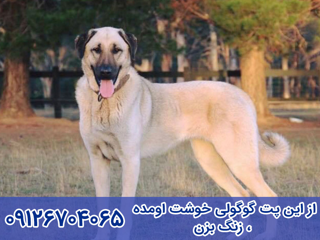 طول عمر سگ آناتولی شپرد (Anatolian Shepherd Dog)