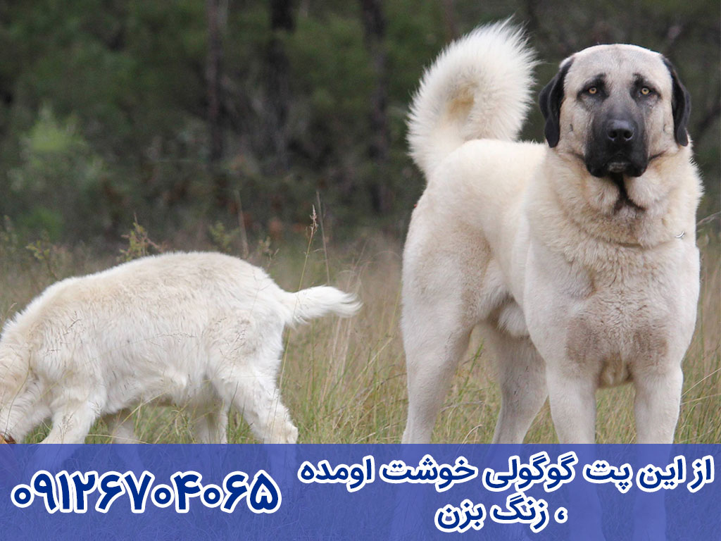 بیماری های سگ آناتولی شپرد (Anatolian Shepherd Dog)