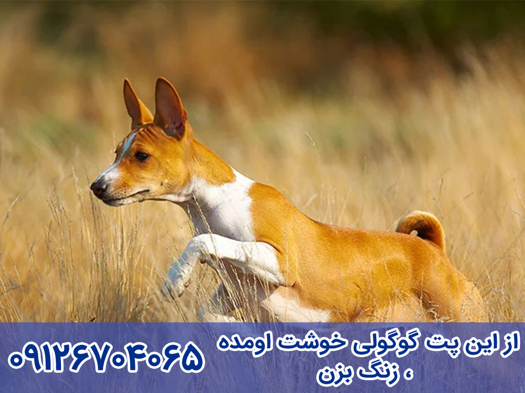 قیمت سگ باسنجی (Basenji)