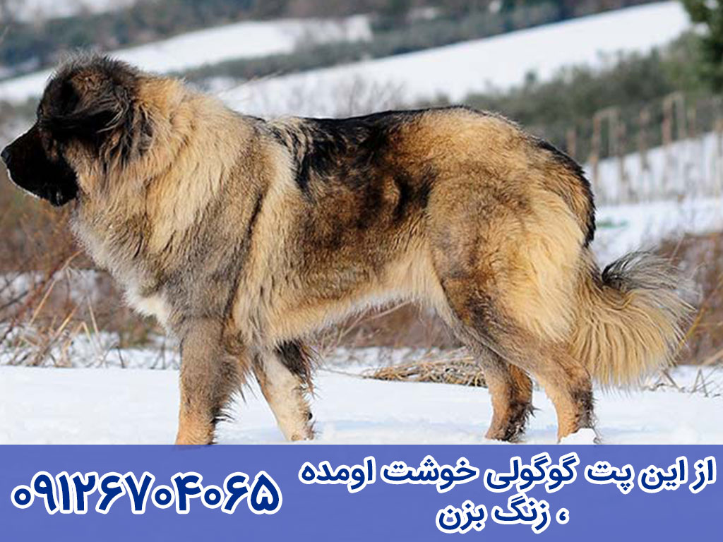 سگ گلۀ قفقازی (Caucasian Shepherd Dog)