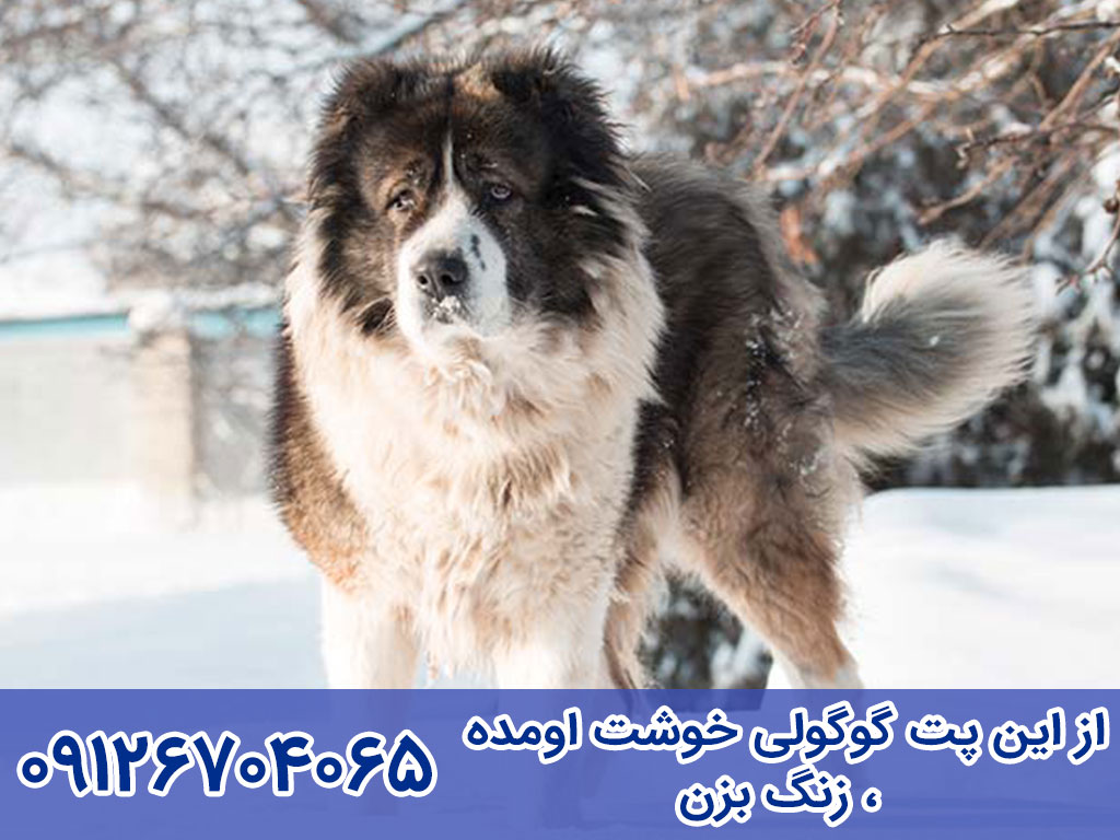 قیمت سگ گلۀ قفقازی (Caucasian Shepherd Dog)