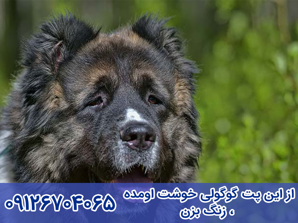 خصوصیات اخلاقی و رفتاری سگ گلۀ قفقازی (Caucasian Shepherd Dog)