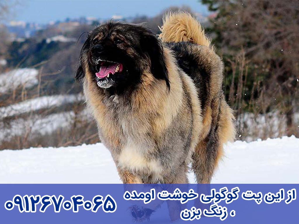 آموزش تربیت و نگهداری سگ گلۀ قفقازی (Caucasian Shepherd Dog)