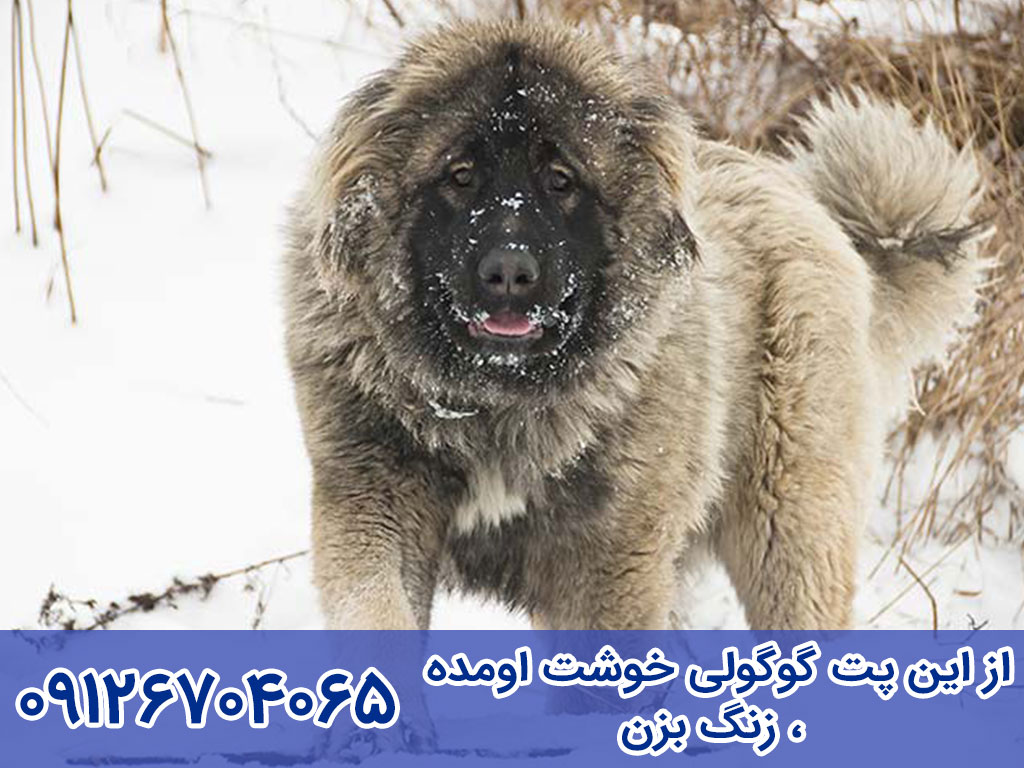 بیماری های سگ گلۀ قفقازی (Caucasian Shepherd Dog)