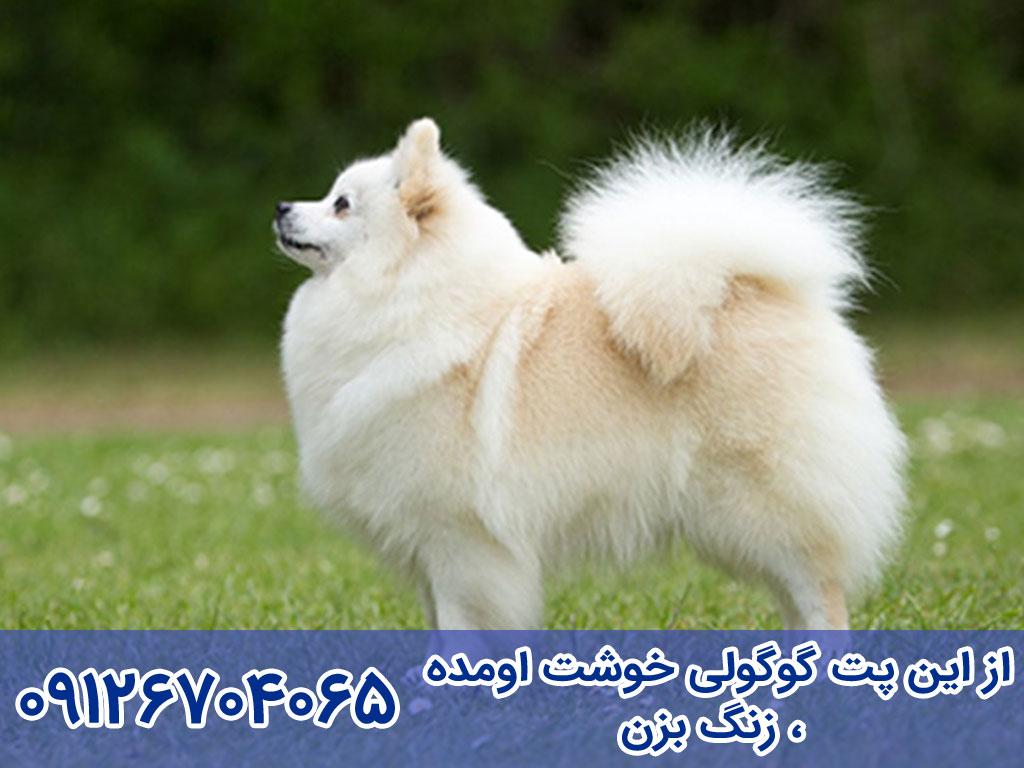 قیمت سگ ژرمن اشپیتز