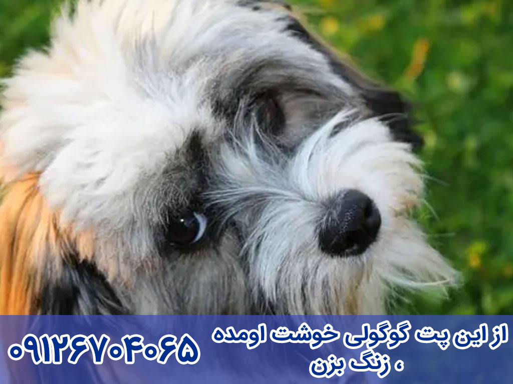 قیمت سگ هاوانیز (Havanese)