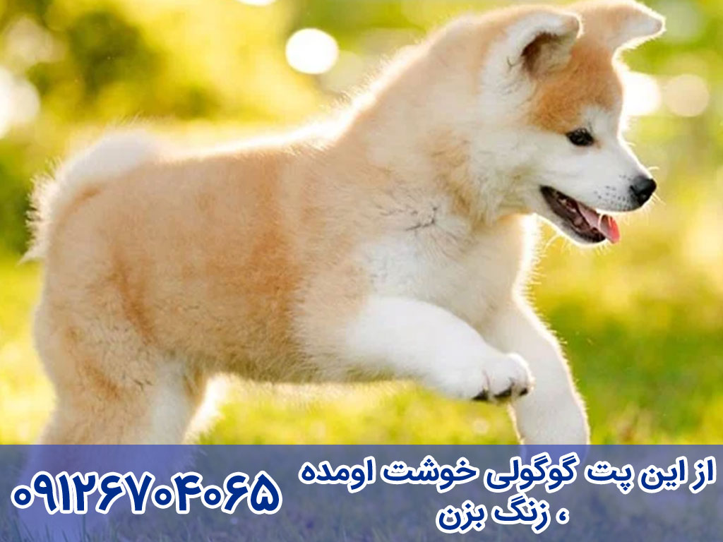 آموزش تربیت و نگهداری سگ جاپانیز آکیتااینو (Japanese Akitainu)
