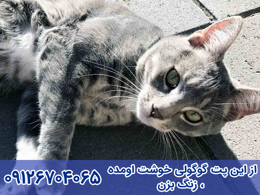 خرید و فروش گربه مائو مصری Egyptian Mau