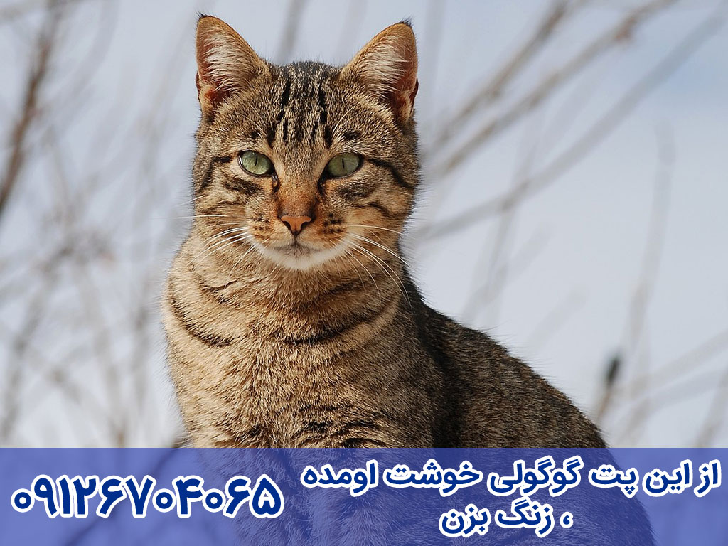 انواع گربه مائو مصری Egyptian Mau