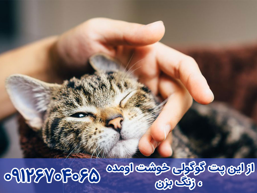 آموزش تربیت و نگهداری گربه مائو مصری Egyptian Mau