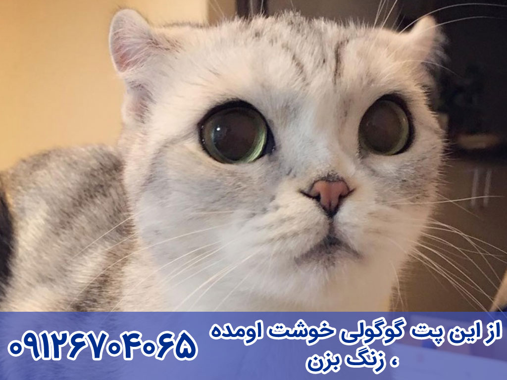 خصوصیات اخلاقی و رفتاری گربه جاپانیز بابتیل
