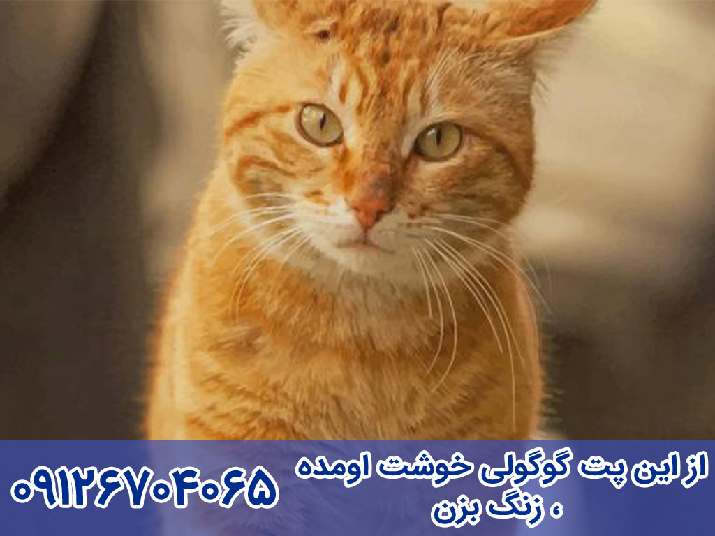 خرید و فروش  گربه عربین مائو Arabian Mau