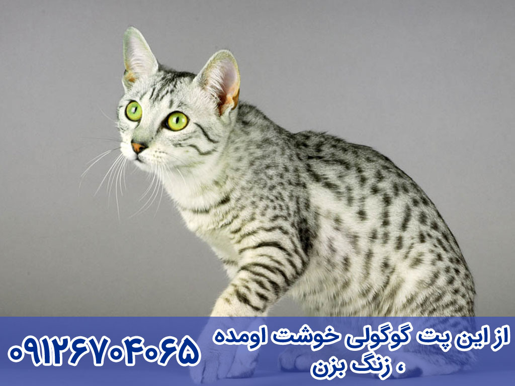 بیماری های  گربه عربین مائو Arabian Mau