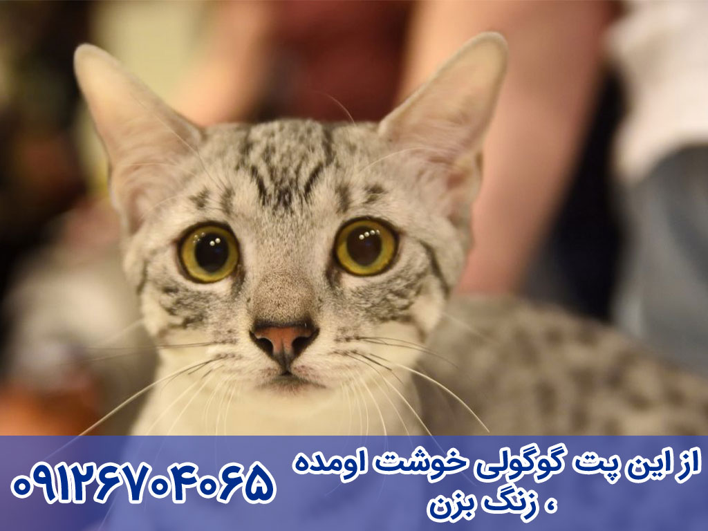 انواع   گربه عربین مائو Arabian Mau