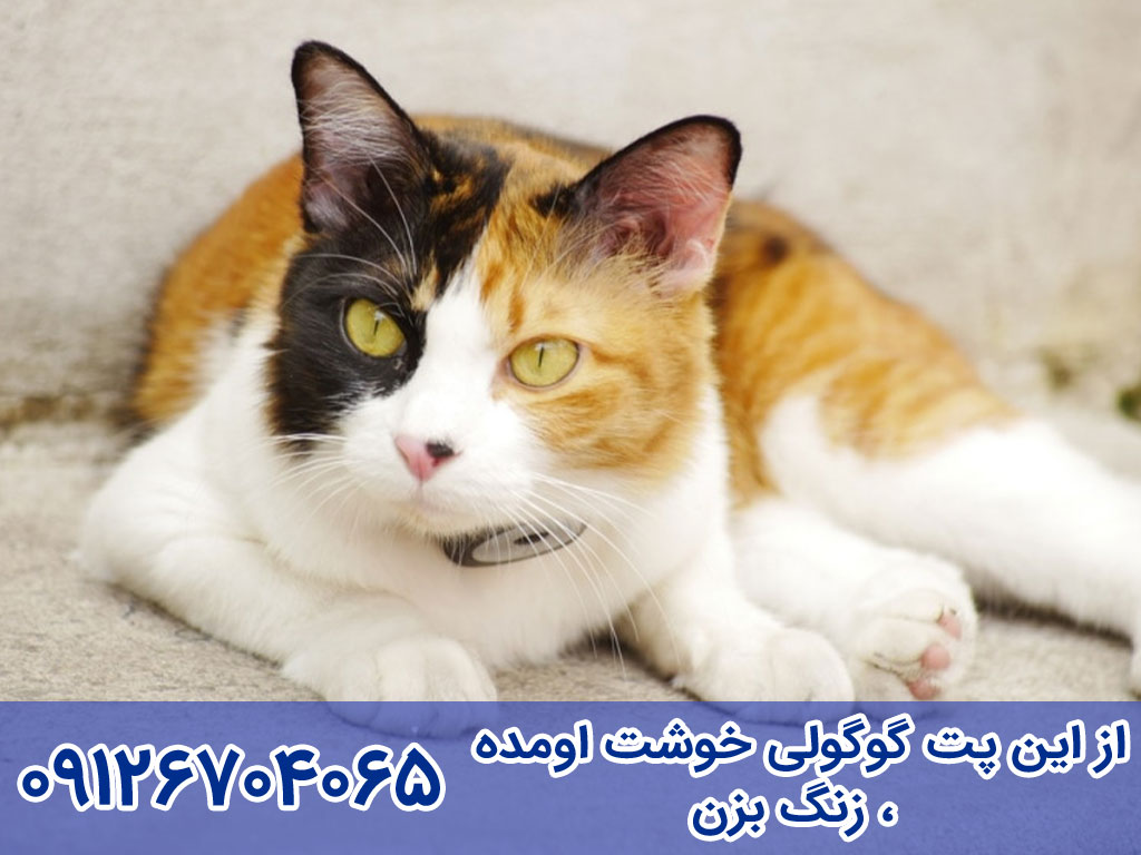 قیمت  گربه عربین مائو Arabian Mau