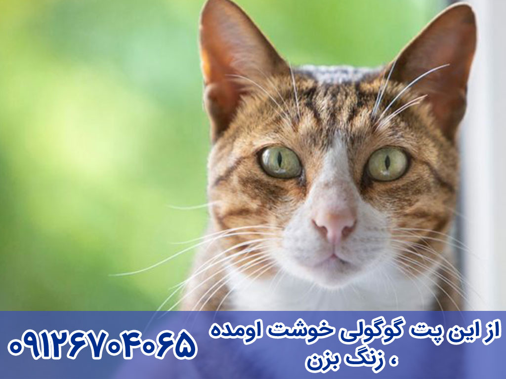 آموزش تربیت و نگهداری  گربه عربین مائو Arabian Mau