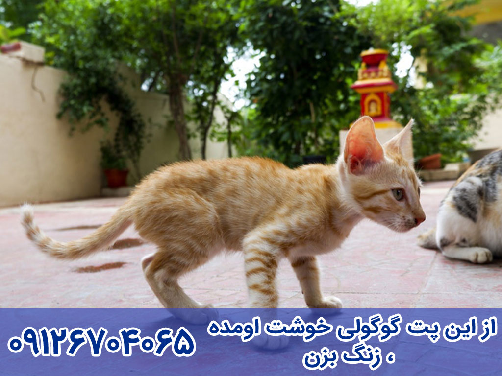 طول عمر گربه عربین مائو Arabian Mau