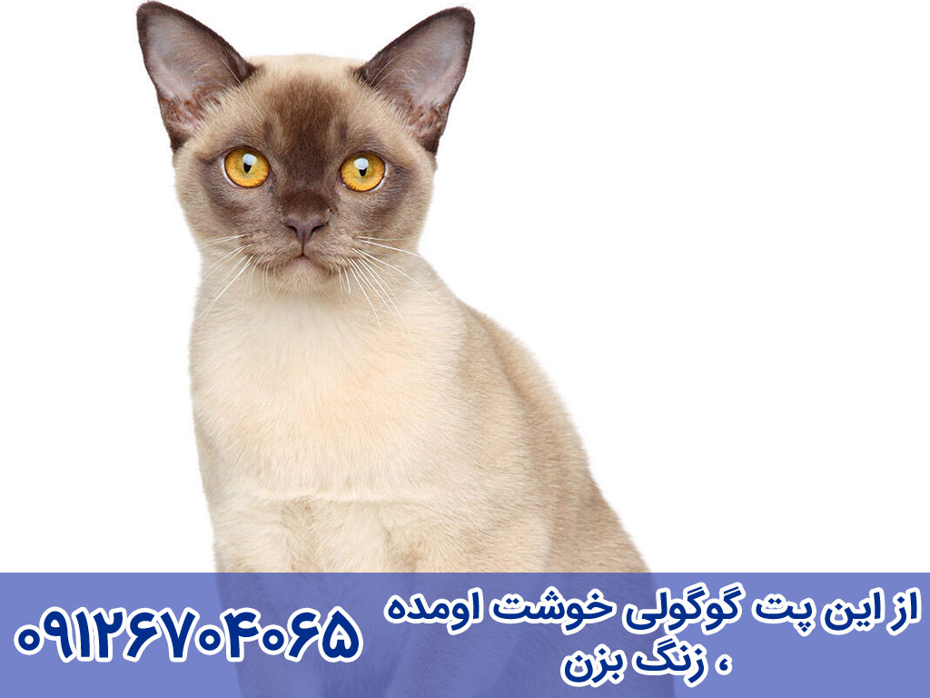 قیمت  گربه برمیس Burmese