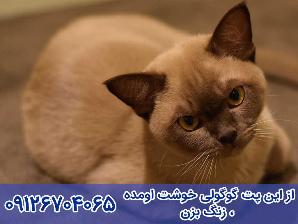 واگذاری گربه برمیس Burmese