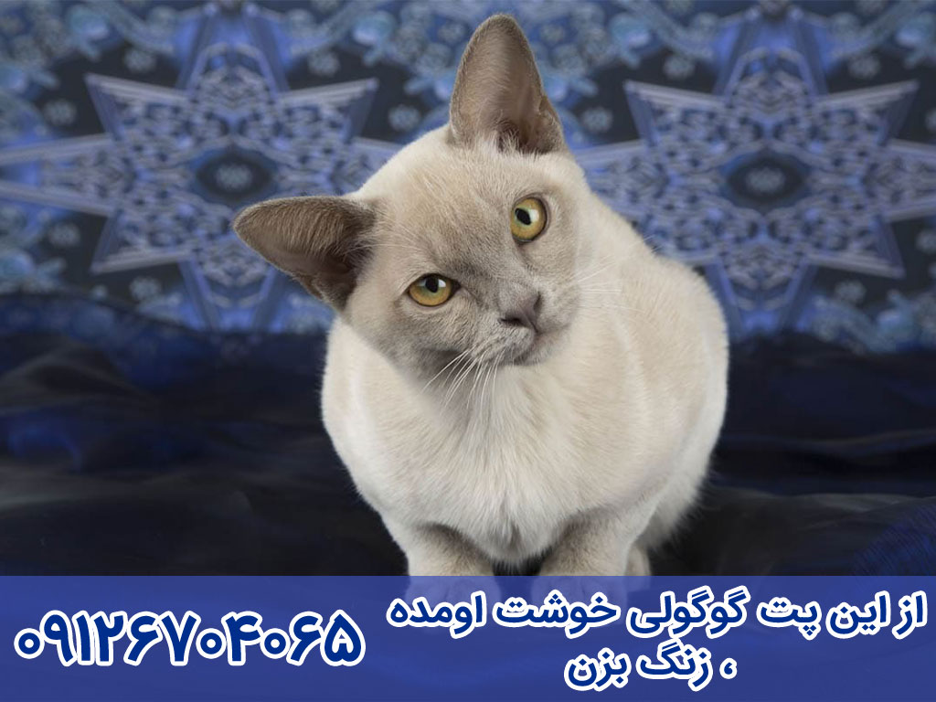 طول عمر گربه برمیس Burmese