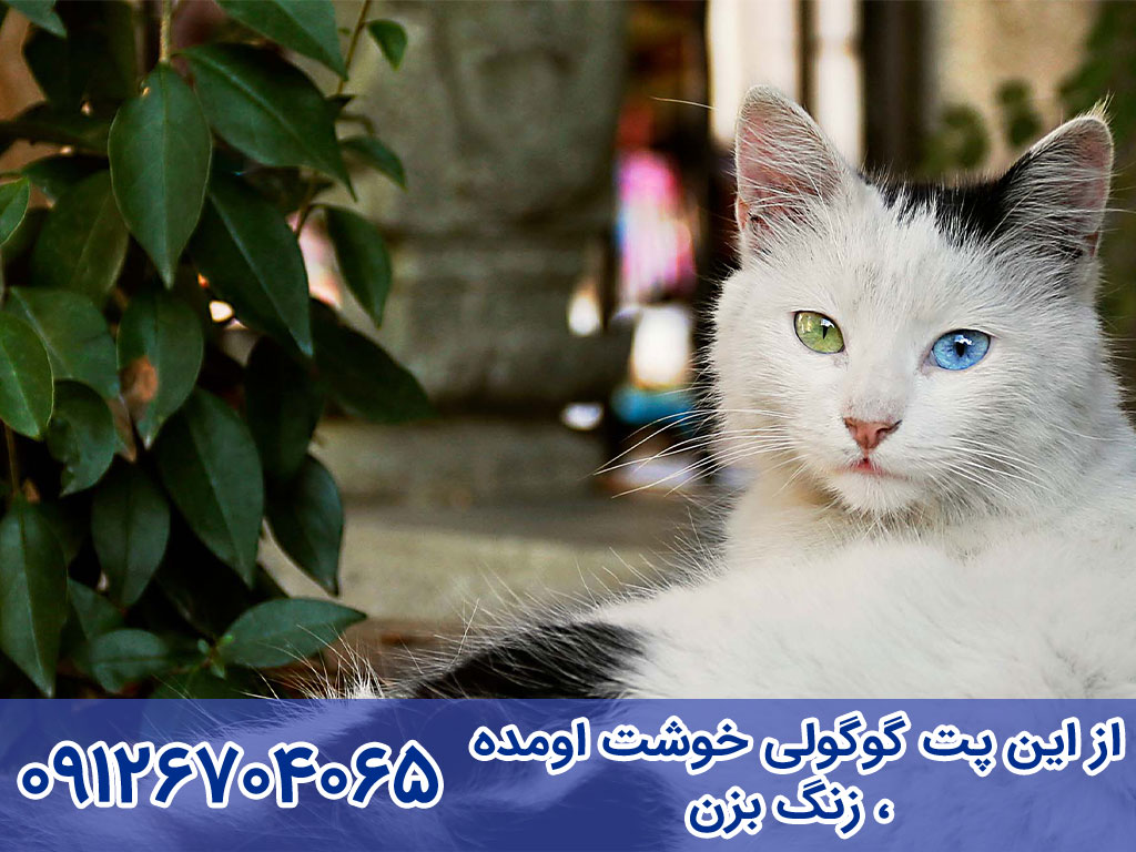 آموزش تربیت و نگهداری گربه آنگورای ترکی Turkish Angora