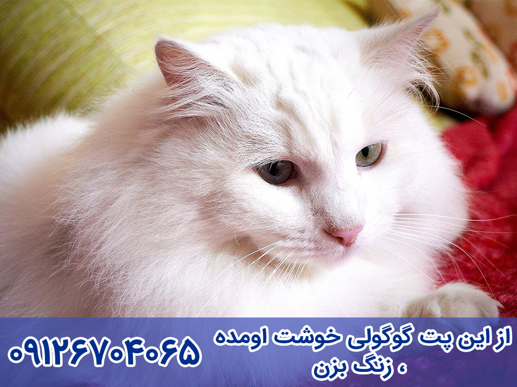 قیمت گربه آنگورای ترکی Turkish Angora