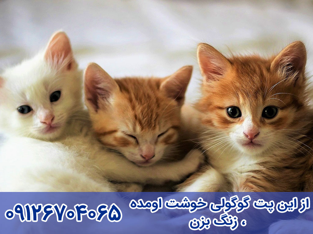 خرید و فروش گربه جاپانیز بابتیل
