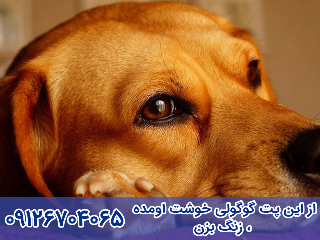 آیا بیماری بیماری دیستمپر سگ به انسان منتقل می شود؟