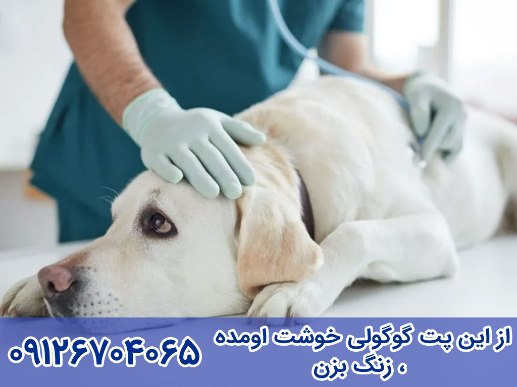 درمان بیماری دیستمپر سگ