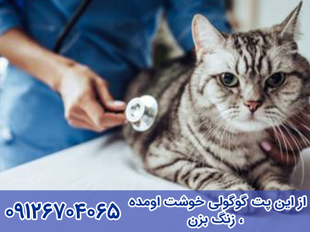 درمان انواع بیماری گربه