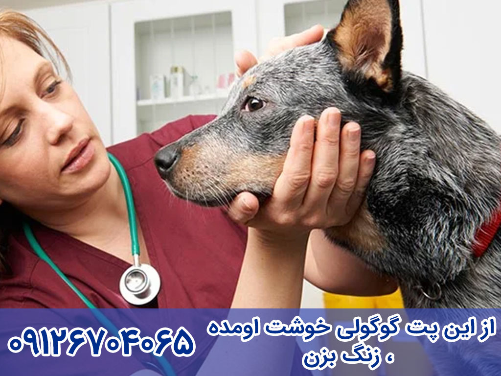 درمان انواع بیماری سگ